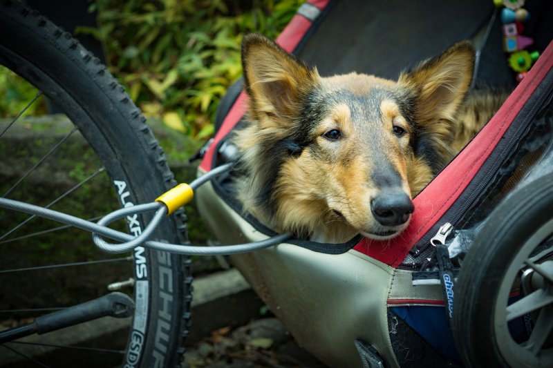 Fahrradhundeanhänger im Test