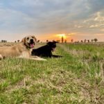 Hund, wandern, Feld, Berg