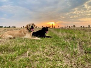 Hund, wandern, Feld, Berg