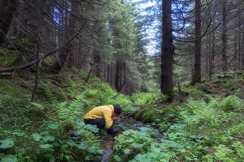 Eine Person trinkt Wasser aus einem Fluss im Wald