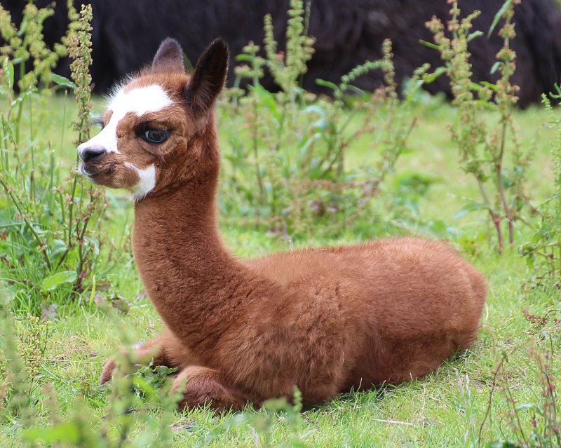 Baby Alpaka vor dem Scheren.