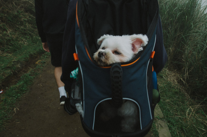 Müder Hund in einem Rucksack.