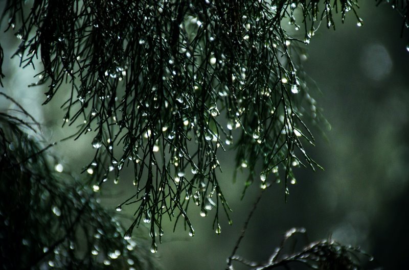 Regenwetter im Wald