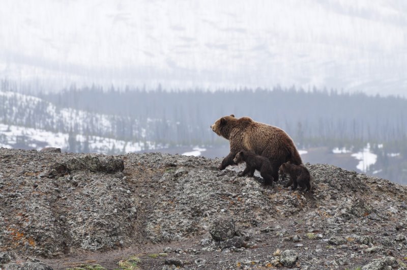 Grizzlybärenmutter mit Jungen