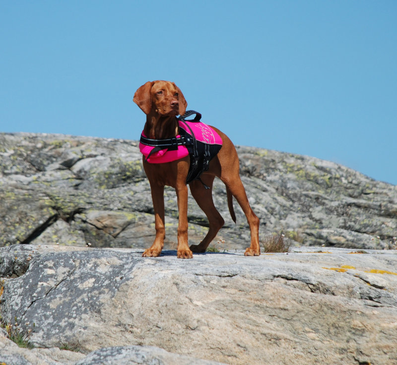 Hund steht an Land und trägt eine Schwimmweste