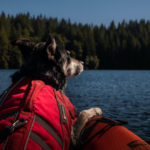 Hund sitzt mit roten Hundeschwimmweste auf einem Boot