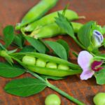 Frische Erbsen mit Blüten vor der Verarbeitung zu Erbsenprotein