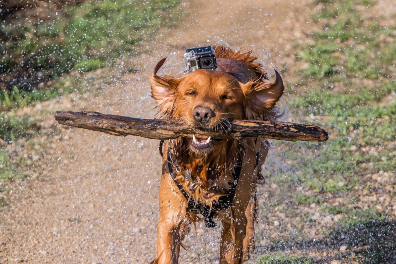 Ein Hund hat eine Actionkamera um den Rücken geschnallt