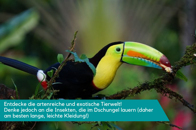 Costa Rica Tierwelt im Dschungel