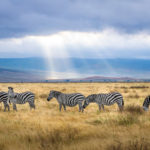 Zebras in der Steppe