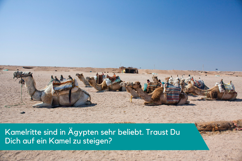 Ägyptens beliebte Tiere, Kamele liegend im Wüstensand