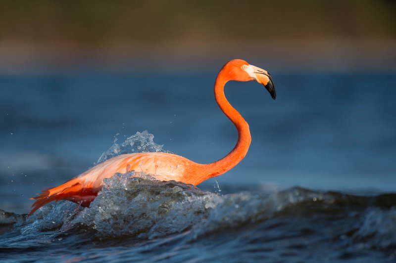 Ein Flamingo nimmt sich eine Abkühlung im Meer.