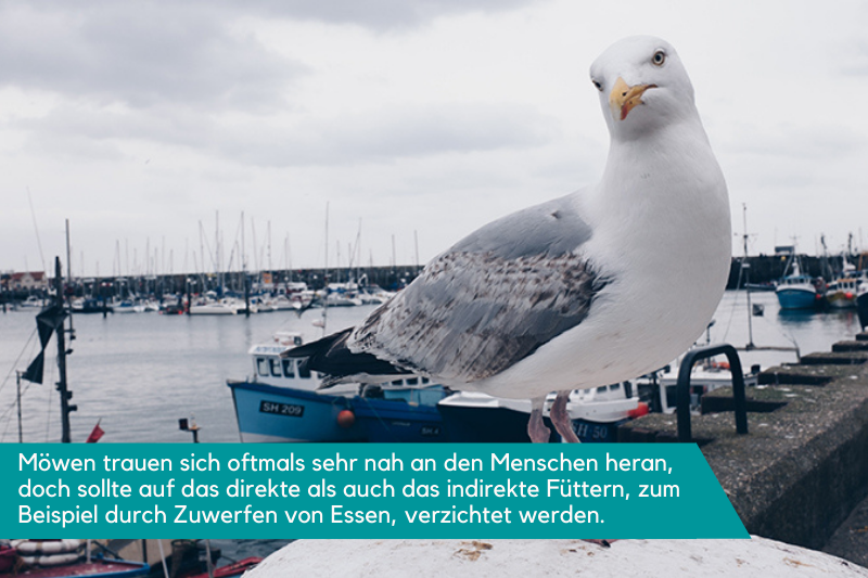 Eine Möwe sitzt am Hafen auf einem Mauerstück und schaut ganz kurios in die Kamera. Schiffe liegen im Hintergrund am Hafen an. Die Beschriftung lautet: Die Möwen der Nordsee trauen sich oftmals sehr nah an den Menschen heran, doch zur eigenen und der Sicherheit der Vögel selbst sollte auf das direkte als auch das indirekte Füttern durch Zuwerfen von Essen verzichtet werden.