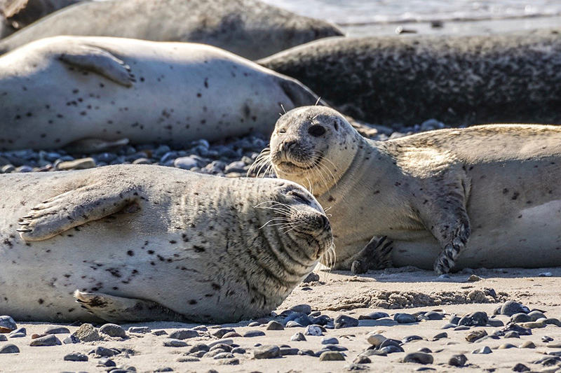 Seehunde sonnen sich am Nordeestrand und sehen dabei sehr entspannt aus.