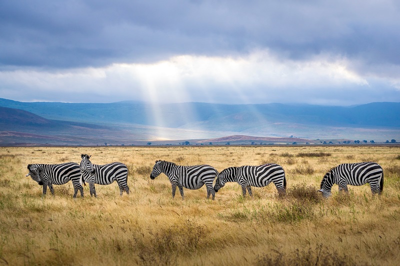 Safari in Tansania