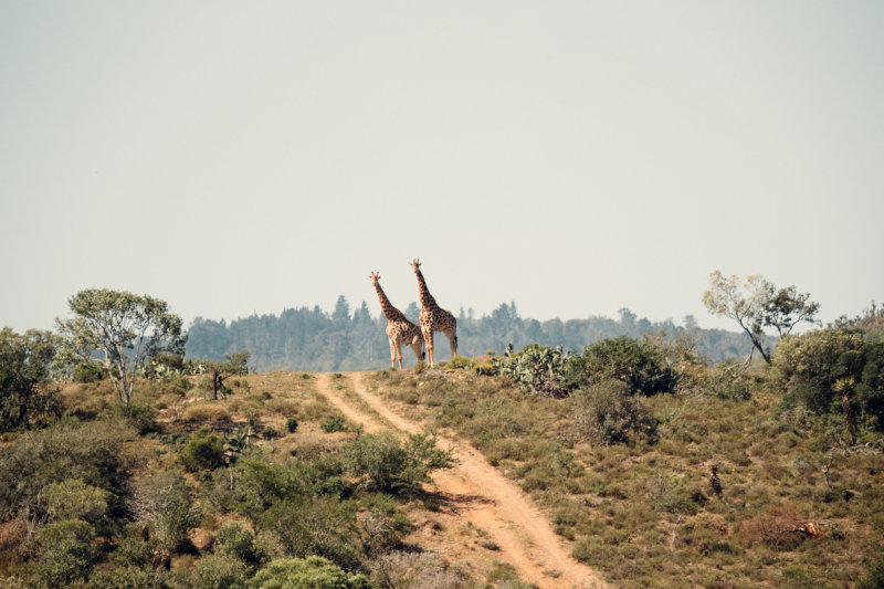 Natur auf Deiner Afrikareise hautnah erleben