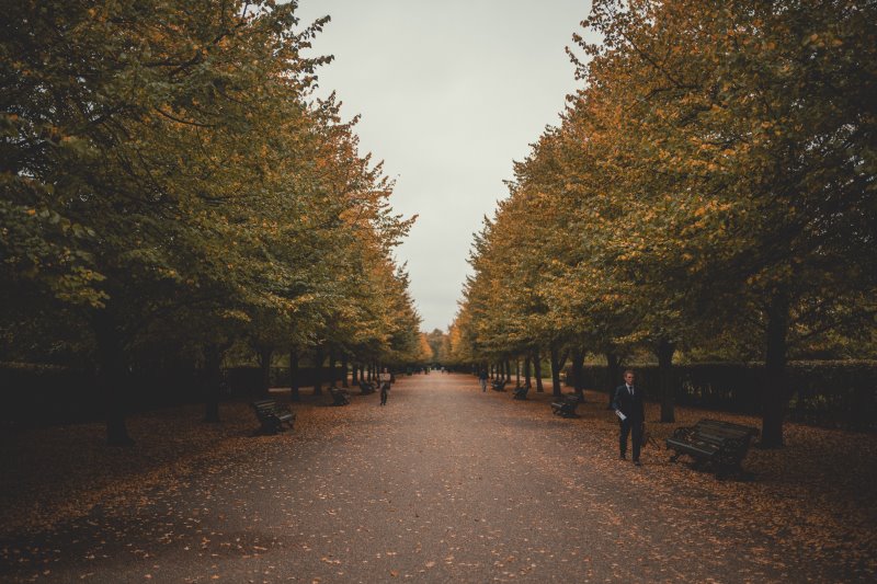 Eine Baumallee im Regent's Park.