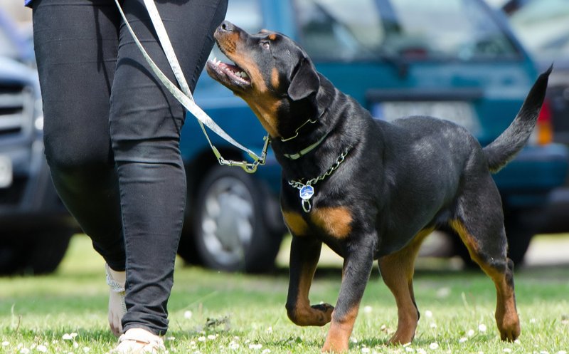 Hund lernt an der Leine zu laufen