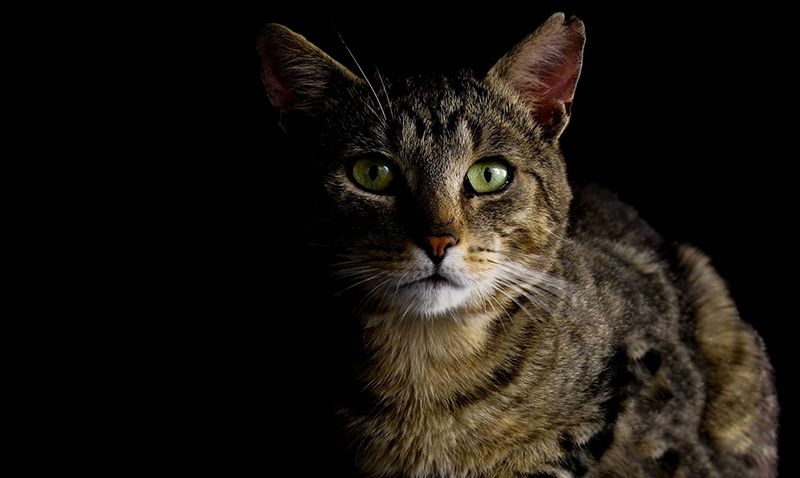 Eine Katze mit braunem Tabby-Fell und grünen Augen vor einem schwarzen Hintergrund.