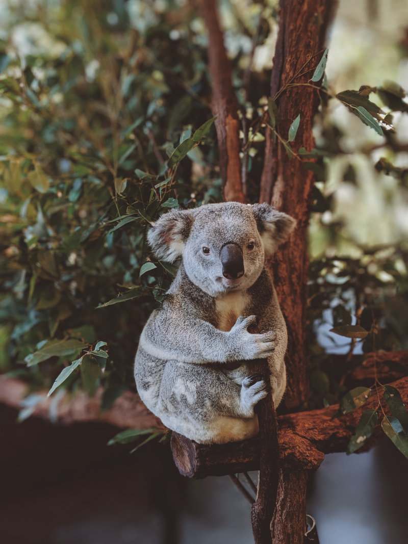 Koala an einem Baum