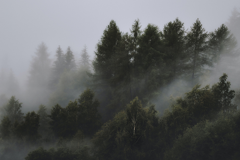 Ein dunkler Wald bei Nebel.