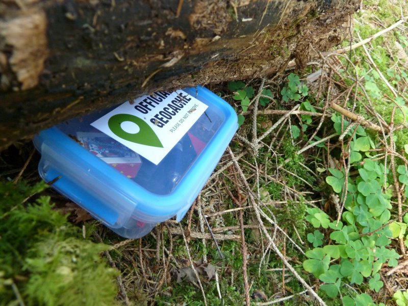 Geocache unter Baum versteckt.