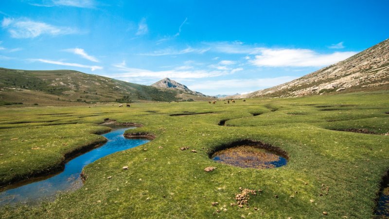 Grüne Landschaft des GR20