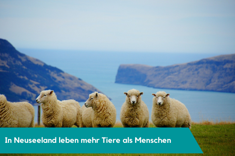 Neuseeland-Reise-Ratgeber